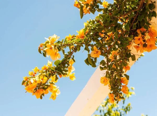 Close Belo Eixo Coberto Com Plantas Escalada Com Flores Coloridas — Fotografia de Stock