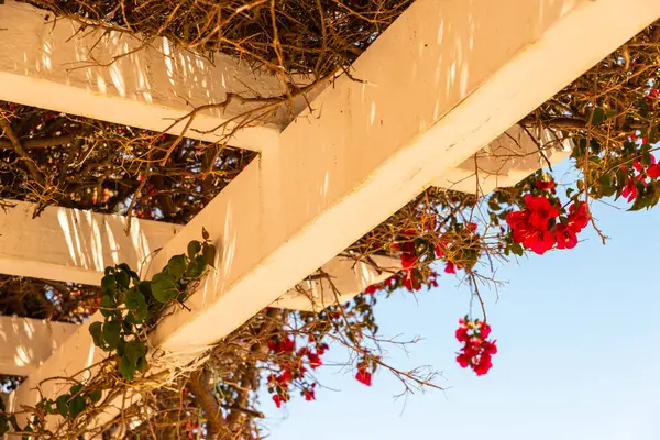 Close Belo Eixo Coberto Com Plantas Escalada Com Flores Coloridas — Fotografia de Stock