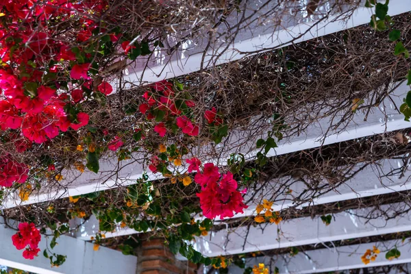 Close Belo Eixo Coberto Com Plantas Escalada Com Flores Coloridas — Fotografia de Stock