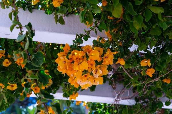 Close Belo Eixo Coberto Com Plantas Escalada Com Flores Coloridas — Fotografia de Stock