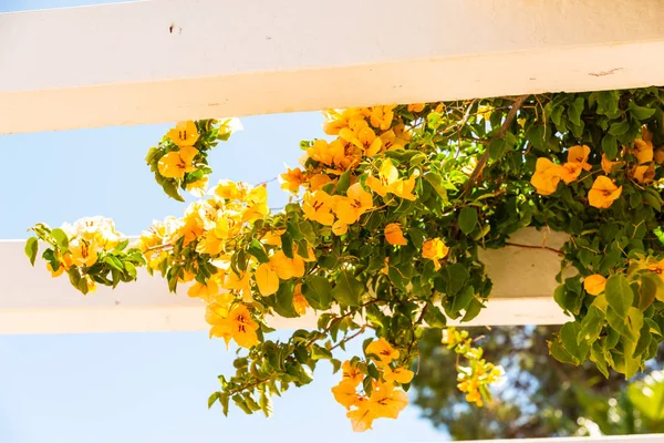 Nahaufnahme Auf Einer Schönen Laube Mit Kletterpflanzen Mit Bunten Blumen — Stockfoto