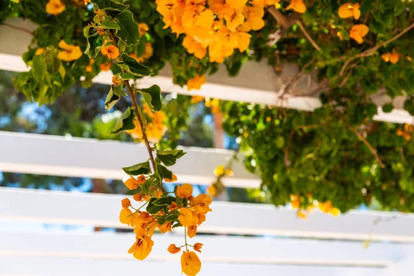 Close Belo Eixo Coberto Com Plantas Escalada Com Flores Coloridas — Fotografia de Stock