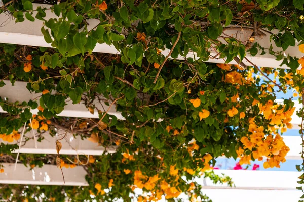 Close Belo Eixo Coberto Com Plantas Escalada Com Flores Coloridas — Fotografia de Stock