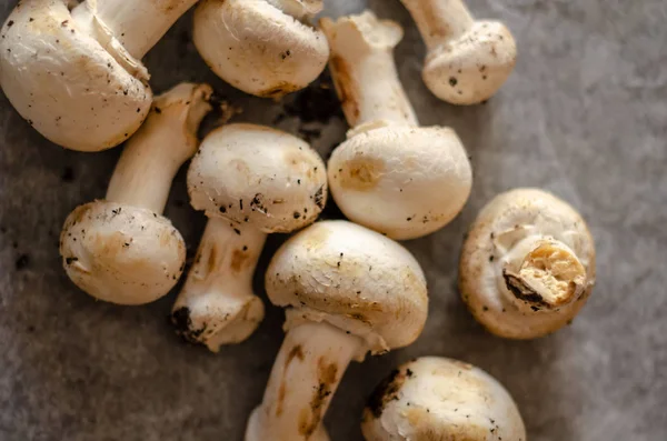 新鲜收获的脏蘑菇铺在纸上 生和健康的蔬菜 — 图库照片