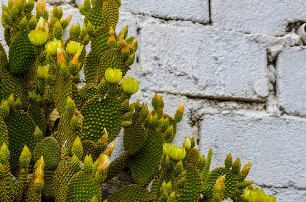Dziki Zielone Kaktusy Andaluzji Rośliny Typowe Dla Suchego Klimatu Tropikalnego — Zdjęcie stockowe