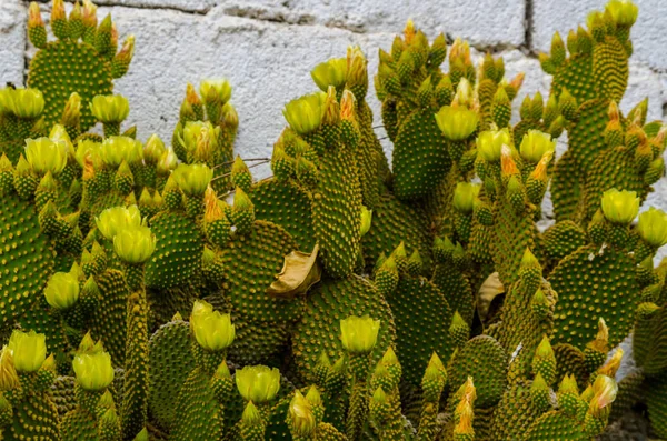 Wild Green Cactuses Andalusia Plants Typical Dry Tropical Climate Nature — Stock Photo, Image