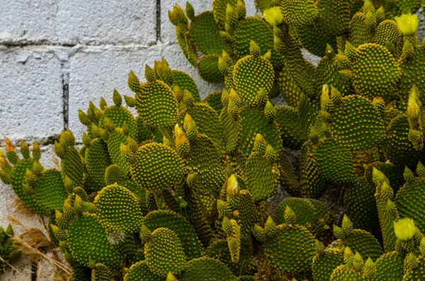 Dziki Zielone Kaktusy Andaluzji Rośliny Typowe Dla Suchego Klimatu Tropikalnego — Zdjęcie stockowe