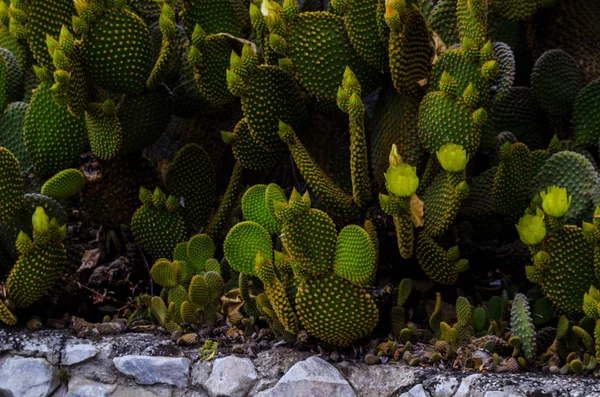 Wild Green Cactuses Andalusia Plants Typical Dry Tropical Climate Nature — Stock Photo, Image