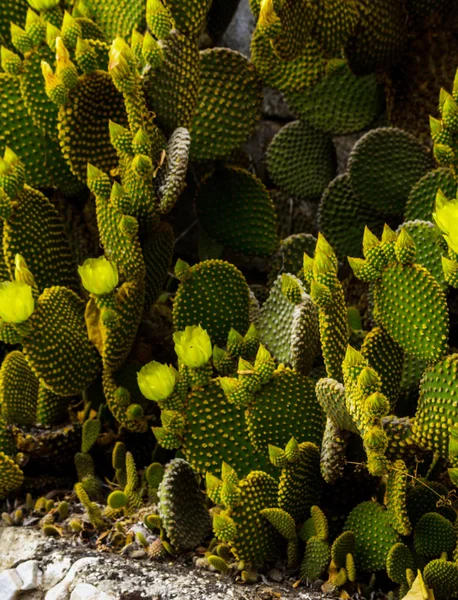 Dziki Zielone Kaktusy Andaluzji Rośliny Typowe Dla Suchego Klimatu Tropikalnego — Zdjęcie stockowe