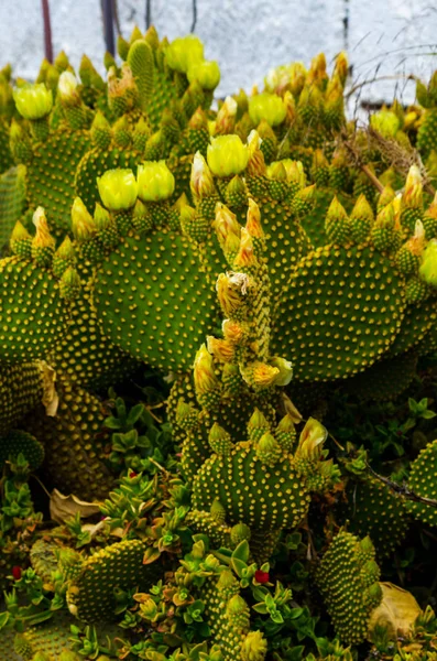 Cactos Verdes Selvagens Andaluzia Plantas Típicas Clima Tropical Seco Natureza — Fotografia de Stock