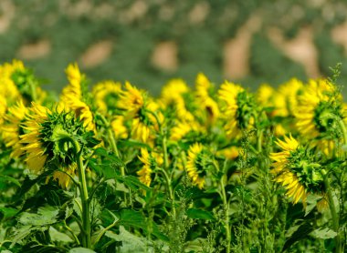 portre üzerinde bir ayçiçeği bir alanda çiçek çiçekler, güzel sarı bitkiler dolu