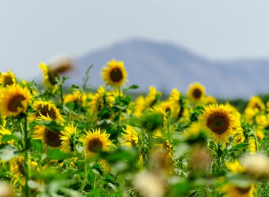 portre üzerinde bir ayçiçeği bir alanda çiçek çiçekler, güzel sarı bitkiler dolu