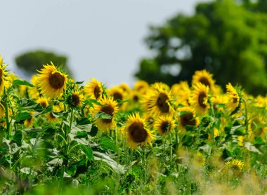 portre üzerinde bir ayçiçeği bir alanda çiçek çiçekler, güzel sarı bitkiler dolu