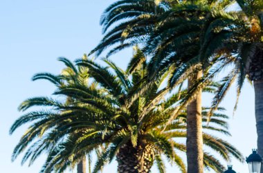 güzel Yayilim palmiye ağacı, tatil, sıcak bir günde, büyük sembolü egzotik bitkiler yaprakları, egzotik ağaç