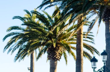 güzel Yayilim palmiye ağacı, tatil, sıcak bir günde, büyük sembolü egzotik bitkiler yaprakları, egzotik ağaç