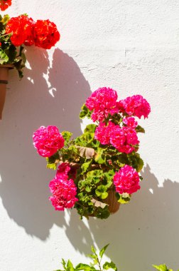 Seramik saksıyı çiçek ile kentsel mekan dekorasyon duvarda asılı