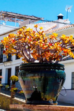 güzel seramik saksıyı bir kaide çiçeklerle dekorasyon kentsel alanı üzerinde