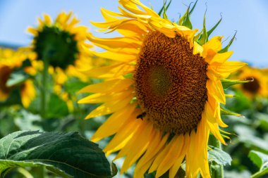 Bir alanı bir ayçiçeği çiçek çiçekler, güzel sarı bitkiler, doğa tam