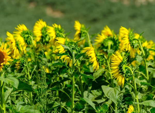 closeup on the flowers of a sunflower on a field full of flowers, beautiful yellow plants