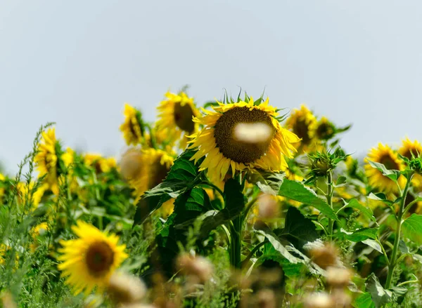 closeup on the flowers of a sunflower on a field full of flowers, beautiful yellow plants