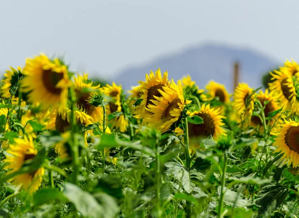 Nahaufnahme Auf Den Blüten Einer Sonnenblume Auf Einem Feld Voller — Stockfoto