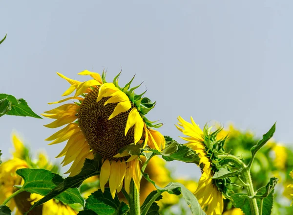 closeup on the flowers of a sunflower on a field full of flowers, beautiful yellow plants