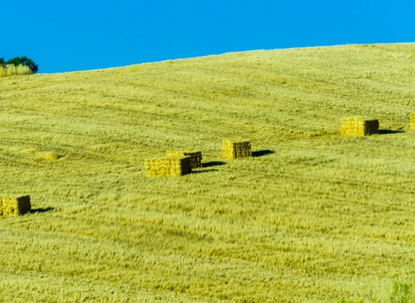 Fardos Palha Quadrados Campo Teimoso Região Andaluzia Época Colheita Indústria — Fotografia de Stock