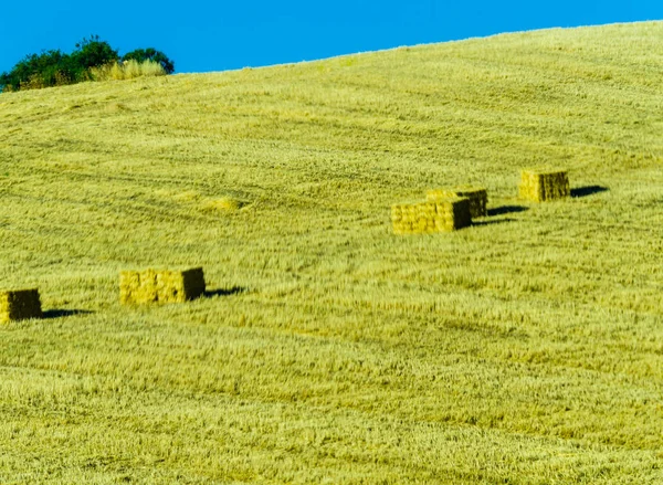 Fardos Palha Quadrados Campo Teimoso Região Andaluzia Época Colheita Indústria — Fotografia de Stock