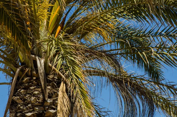 Красивые Распространения Пальмы Экзотические Растения Символ Праздников Жаркий День Большие — стоковое фото