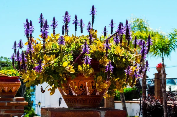 Belo Pote Flor Cerâmico Pedestal Com Flores Decoração Espaço Urbano — Fotografia de Stock