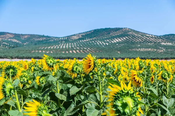 Les Fleurs Tournesol Sur Champ Plein Fleurs Belles Plantes Jaunes — Photo