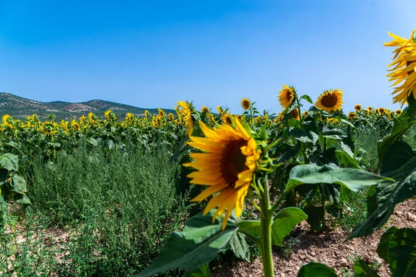 Les Fleurs Tournesol Sur Champ Plein Fleurs Belles Plantes Jaunes — Photo