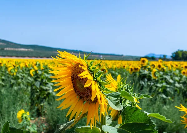 Les Fleurs Tournesol Sur Champ Plein Fleurs Belles Plantes Jaunes — Photo