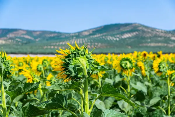 Άνθη Του Ηλίανθου Ένα Γήπεδο Γεμάτο Όμορφα Κίτρινο Φυτά Λουλούδια — Φωτογραφία Αρχείου