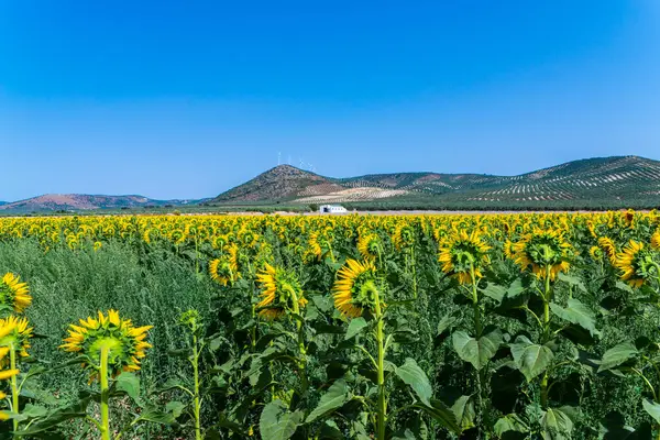 Les Fleurs Tournesol Sur Champ Plein Fleurs Belles Plantes Jaunes — Photo