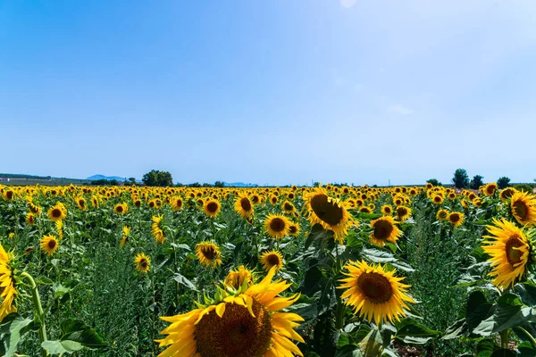 Les Fleurs Tournesol Sur Champ Plein Fleurs Belles Plantes Jaunes — Photo