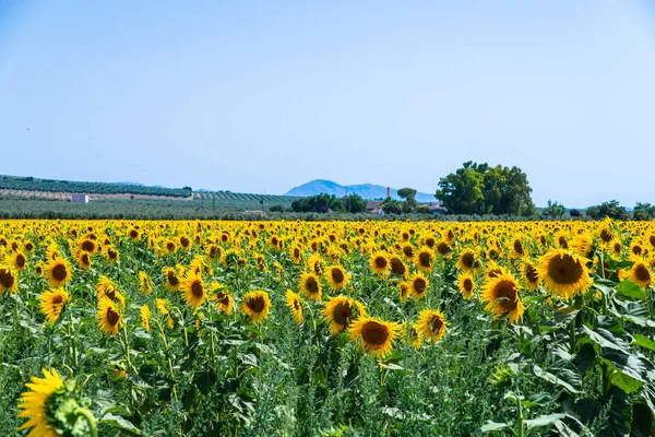 Les Fleurs Tournesol Sur Champ Plein Fleurs Belles Plantes Jaunes — Photo