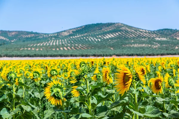 Les Fleurs Tournesol Sur Champ Plein Fleurs Belles Plantes Jaunes — Photo