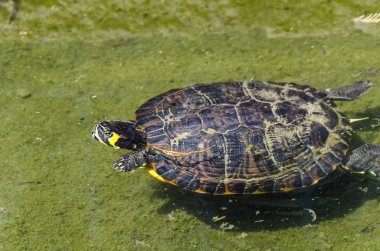 vahşi hayvan su ortamında doğa yaşayan bir şehir parkta kirli bir havuzda su kaplumbağası