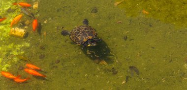 vahşi hayvan su ortamında doğa yaşayan bir şehir parkta kirli bir havuzda su kaplumbağası