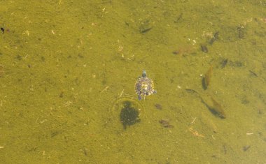 vahşi hayvan su ortamında doğa yaşayan bir şehir parkta kirli bir havuzda su kaplumbağası