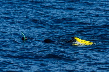 deniz yüzeyinde, aktif ve ilginç su sporları, yüzme sırasında bir şnorkel ile dalgıç dalış