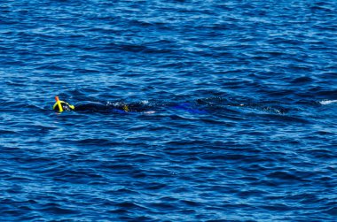 deniz yüzeyinde, aktif ve ilginç su sporları, yüzme sırasında bir şnorkel ile dalgıç dalış