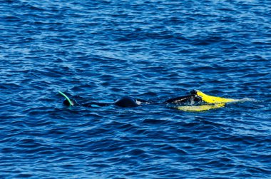 deniz yüzeyinde, aktif ve ilginç su sporları, yüzme sırasında bir şnorkel ile dalgıç dalış