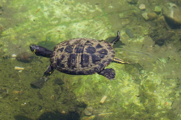 Wasserschildkröte Einem Schmutzigen Teich Stadtpark Wildes Tier Das Einer Aquatischen — Stockfoto