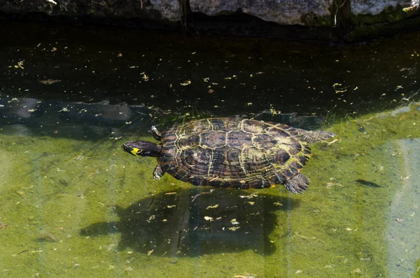 Водяная Черепаха Грязном Пруду Городском Парке Дикое Животное Живущее Водной — стоковое фото