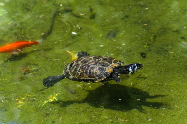 Tartaruga Aquática Uma Lagoa Suja Parque Cidade Animal Selvagem Que — Fotografia de Stock