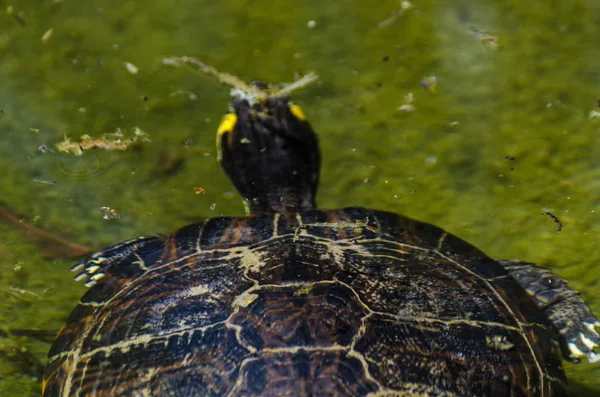 Water Turtle Dirty Pond City Park Wild Animal Living Aquatic — Stock Photo, Image