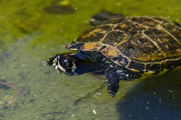 Tartaruga Acquatica Uno Stagno Sporco Parco Cittadino Animale Selvatico Che — Foto Stock