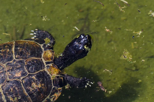 Tartaruga Aquática Uma Lagoa Suja Parque Cidade Animal Selvagem Que — Fotografia de Stock